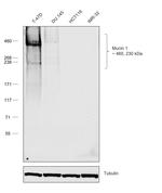 Human IgG1 (Heavy chain) Secondary Antibody in Western Blot (WB)