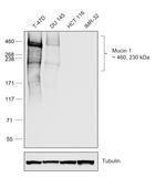 Human IgG Fc Secondary Antibody in Western Blot (WB)