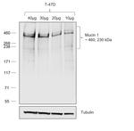 Human IgG Fc Secondary Antibody in Western Blot (WB)