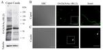 O-linked N-acetylglucosamine (O-GlcNAc) Antibody in Western Blot (WB)