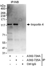 Importin 4 Antibody in Immunoprecipitation (IP)