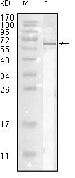 Influenza A NP Antibody in Western Blot (WB)