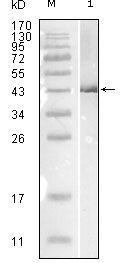 Influenza B NP Antibody in Western Blot (WB)