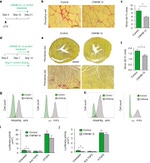 CD51 (Integrin alpha V) Antibody in Flow Cytometry (Flow)