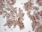 JAG1 Antibody in Immunohistochemistry (Paraffin) (IHC (P))