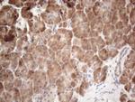 JAG1 Antibody in Immunohistochemistry (Paraffin) (IHC (P))