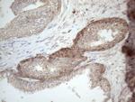 JAG1 Antibody in Immunohistochemistry (Paraffin) (IHC (P))