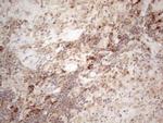 JAG1 Antibody in Immunohistochemistry (Paraffin) (IHC (P))