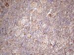 JAG1 Antibody in Immunohistochemistry (Paraffin) (IHC (P))