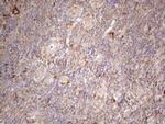 JAG1 Antibody in Immunohistochemistry (Paraffin) (IHC (P))