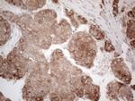 JAG1 Antibody in Immunohistochemistry (Paraffin) (IHC (P))