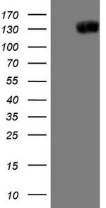 JAG1 Antibody in Western Blot (WB)