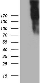 JAG1 Antibody in Western Blot (WB)