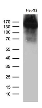 JAG1 Antibody in Western Blot (WB)