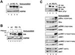 Phospho-JAK1 (Tyr1022, Tyr1023) Antibody in Western Blot (WB)