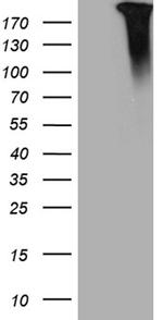 JAK2 Antibody in Western Blot (WB)