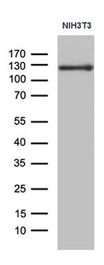 JAK2 Antibody in Western Blot (WB)