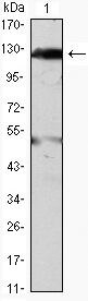 JAK2 Antibody in Western Blot (WB)