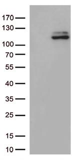 JAK3 Antibody in Western Blot (WB)