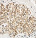 JAM-A Antibody in Immunohistochemistry (IHC)