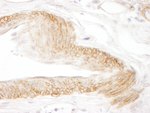 JAM-C Antibody in Immunohistochemistry (IHC)