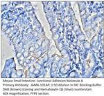 Junctional Adhesion Molecule 1 Antibody in Immunohistochemistry (Paraffin) (IHC (P))