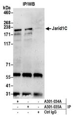 JARID1C Antibody in Western Blot (WB)