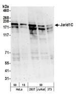 JARID1C Antibody in Western Blot (WB)