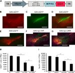 alpha Synuclein Antibody in Immunohistochemistry (Frozen) (IHC (F))