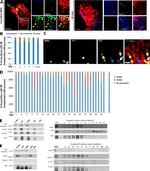 ATP Synthase beta Antibody in Western Blot (WB)