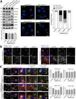 IGF2R Antibody in Western Blot, Immunocytochemistry (WB, ICC/IF)