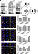 IGF2R Antibody in Western Blot, Immunocytochemistry (WB, ICC/IF)