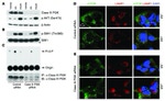 VPS34 Antibody in Western Blot (WB)