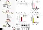 STAT1 Antibody in Immunoprecipitation (IP)