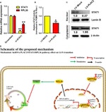 STAT1 Antibody in Western Blot (WB)