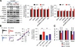 NMDAR1 Antibody in Western Blot (WB)