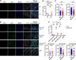 CD45R (B220) Antibody in Immunohistochemistry (IHC)