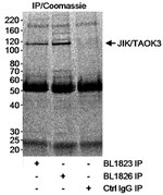 JIK/TAOK3 Antibody in Western Blot (WB)