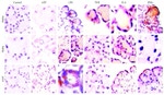 PADI2 Antibody in Immunohistochemistry (IHC)