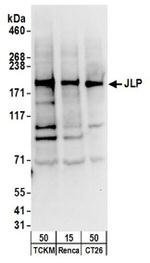 JLP Antibody in Western Blot (WB)