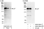 JLP Antibody in Western Blot (WB)