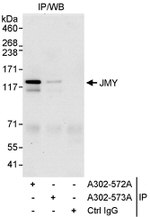 JMY Antibody in Immunoprecipitation (IP)