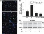 NMDAR2B Antibody in Western Blot (WB)