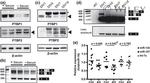 PTBP1 Antibody in Western Blot (WB)