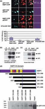 HAP1 Antibody in Western Blot (WB)