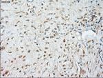 JNK1 Antibody in Immunohistochemistry (Paraffin) (IHC (P))