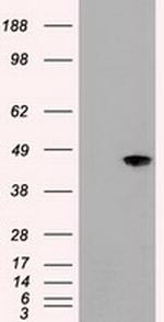 JNK1 Antibody in Western Blot (WB)