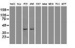 JNK1 Antibody in Western Blot (WB)