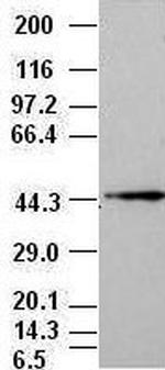 JNK1 Antibody in Western Blot (WB)