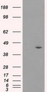 JNK1 Antibody in Western Blot (WB)